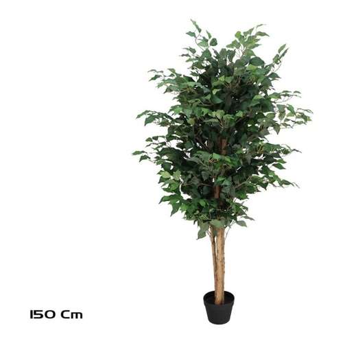 Árvore Ficus
