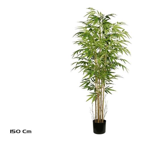 Bambu