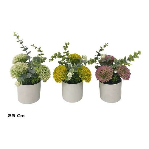 Allium e Eucalipto em Vaso