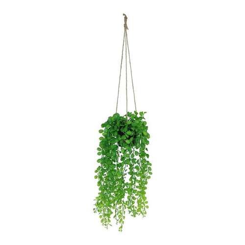 Planta Suspensa