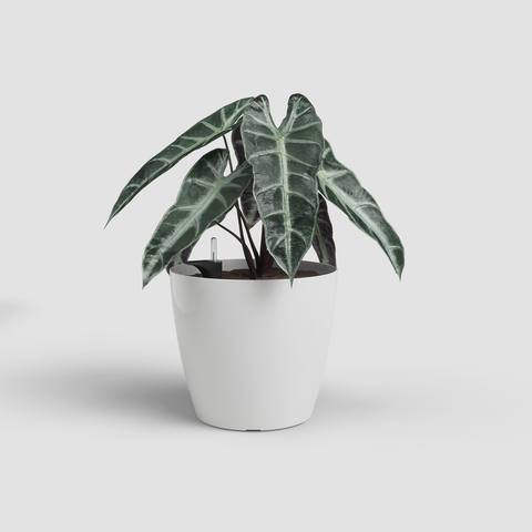 Vaso San Remo C/ Sistema De Auto-Irrigação